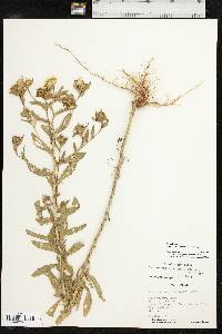 Rayjacksonia annua image