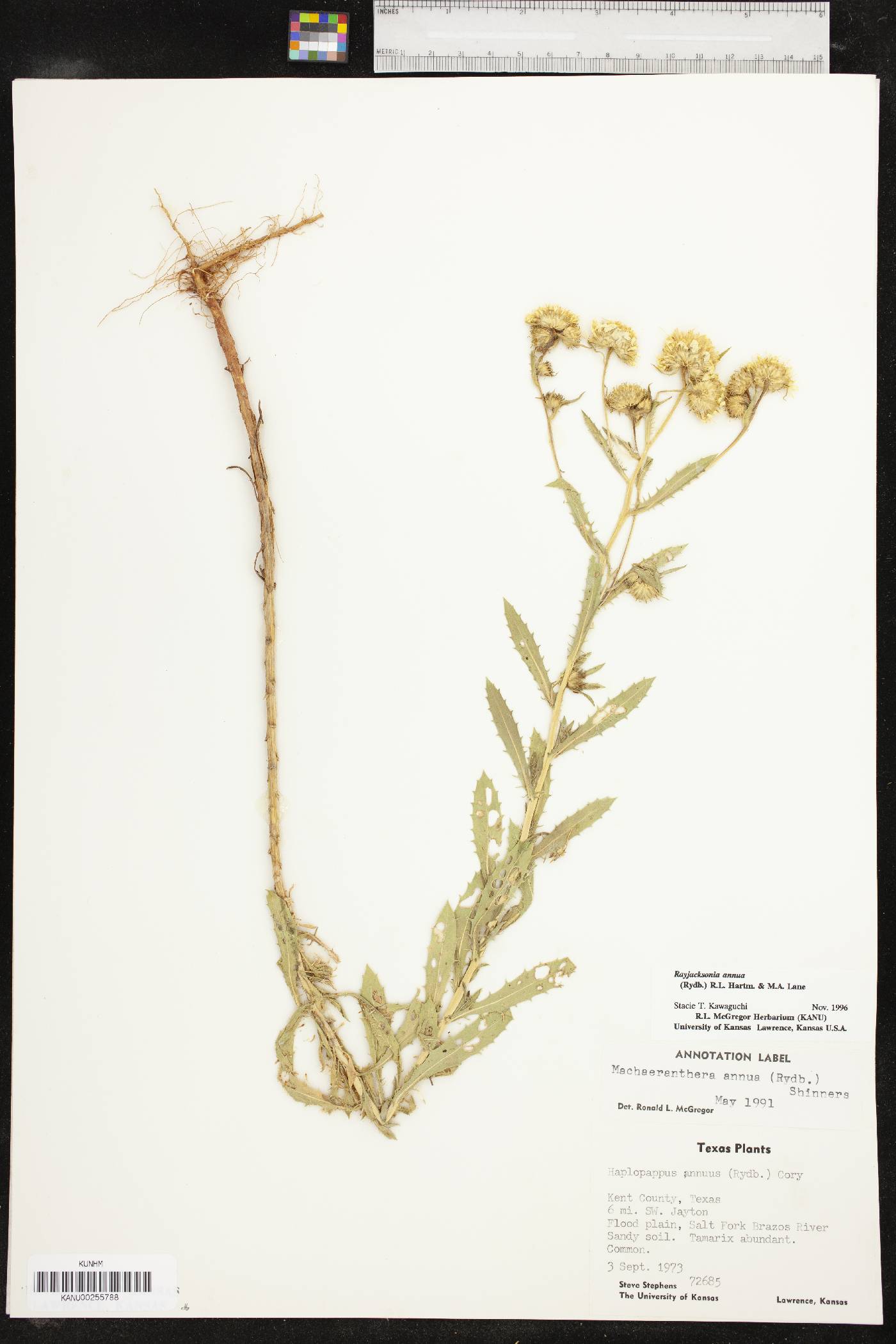 Rayjacksonia annua image