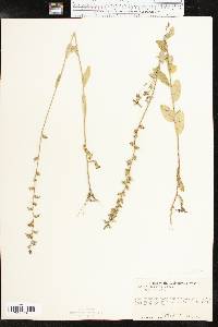 Lobelia appendiculata image