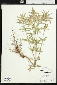 Monarda punctata var. occidentalis image