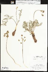 Lomatium foeniculaceum image