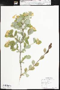 Lonicera albiflora image