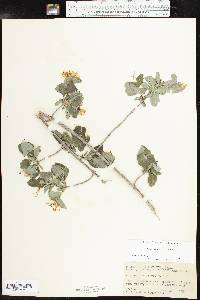 Lonicera albiflora image