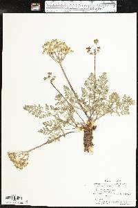 Lomatium foeniculaceum image