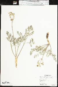 Lomatium foeniculaceum image