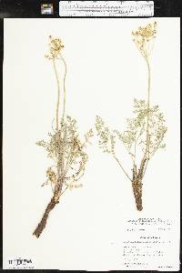 Lomatium foeniculaceum image