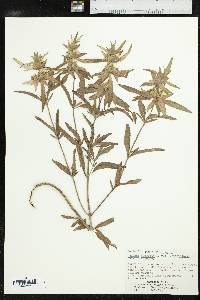 Monarda punctata var. occidentalis image