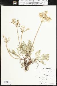 Lomatium foeniculaceum var. daucifolium image