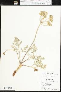 Lomatium foeniculaceum image