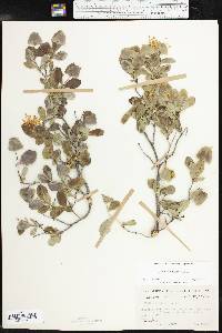 Lonicera albiflora image