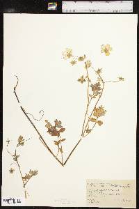 Nemophila phacelioides image
