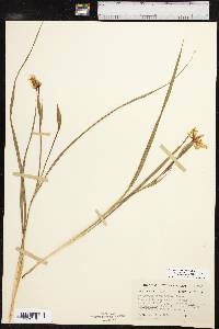 Nemastylis geminiflora image