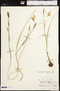 Nemastylis geminiflora image