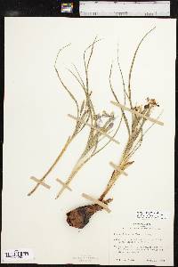 Nemastylis geminiflora image