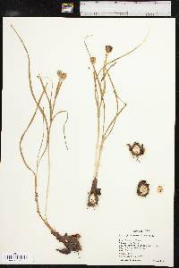 Nemastylis geminiflora image