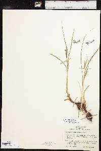 Nemastylis geminiflora image