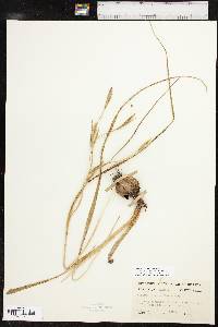 Nemastylis geminiflora image