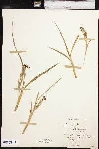 Nemastylis geminiflora image