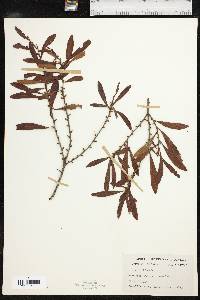 Myrica cerifera image