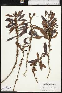 Myrica cerifera image