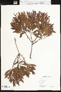 Myrica cerifera image