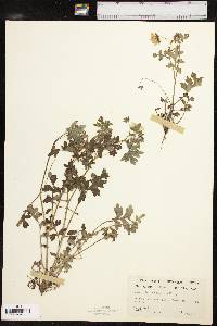 Nemophila phacelioides image