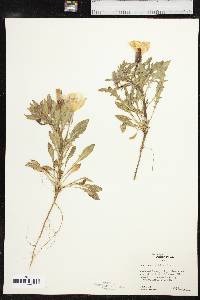 Oenothera albicaulis image