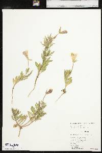 Oenothera grandis image