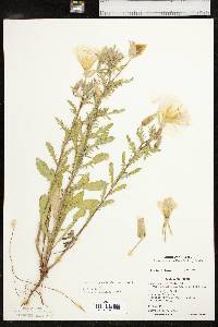 Oenothera grandis image