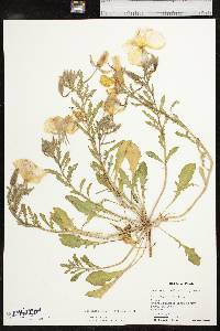 Oenothera grandis image