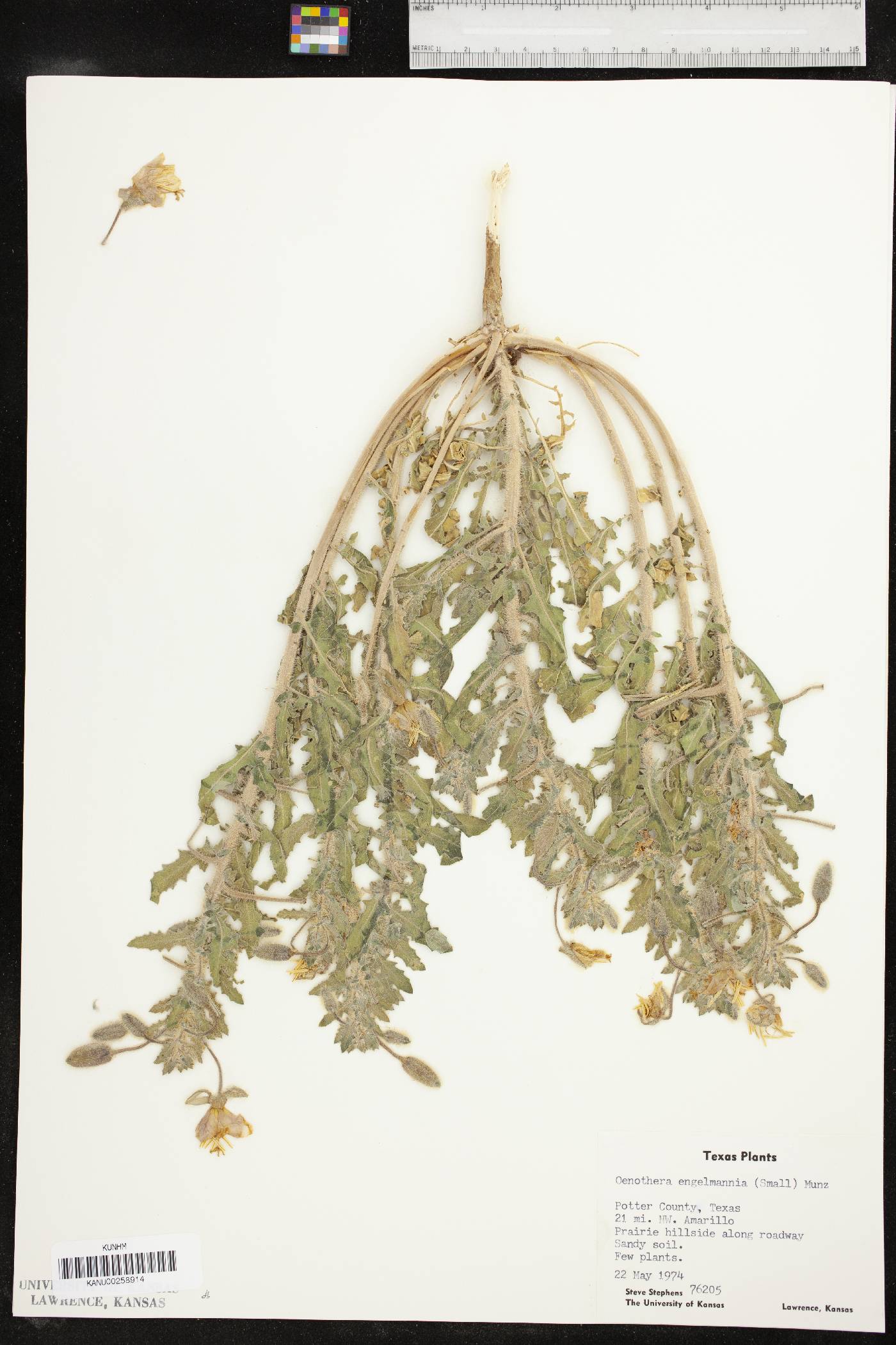 Oenothera engelmannii image