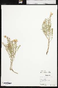 Oenothera canescens image