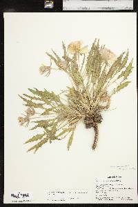 Oenothera harringtonii image