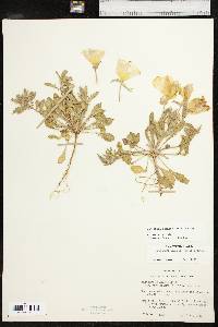 Oenothera grandis image