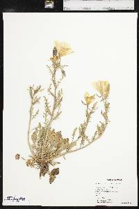 Oenothera albicaulis image