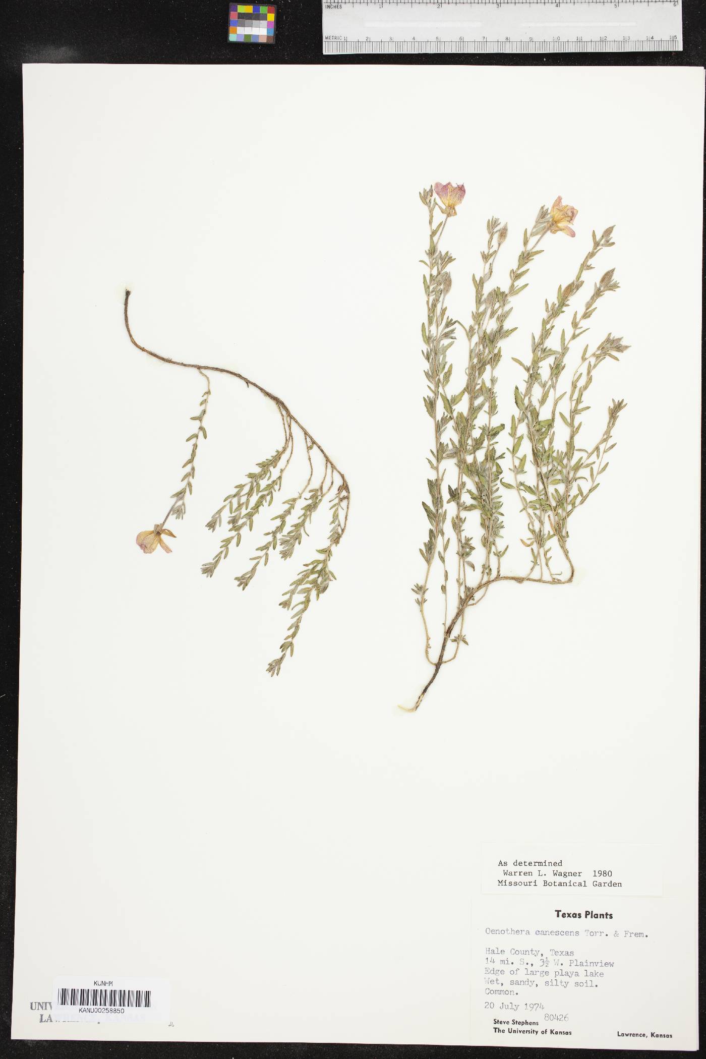 Oenothera canescens image