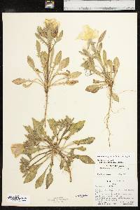 Oenothera grandis image