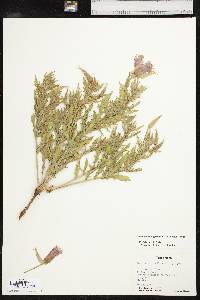 Oenothera grandis image