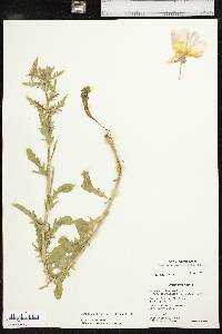 Oenothera grandis image