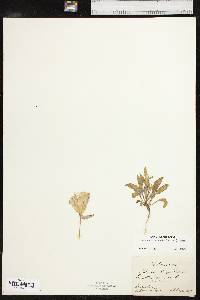 Oenothera grandis image