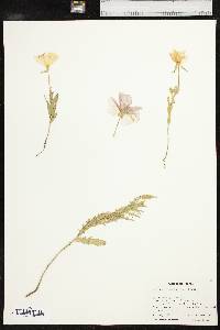 Oenothera grandis image