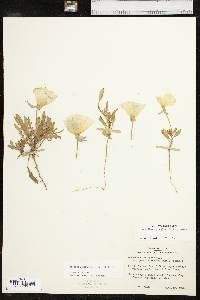 Oenothera grandis image