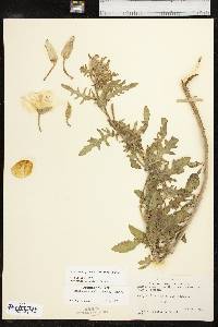 Oenothera grandis image