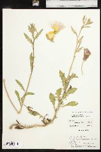 Oenothera grandis image