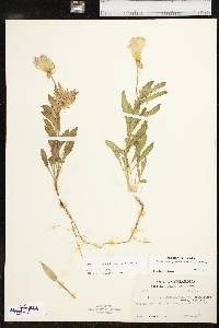 Oenothera grandis image