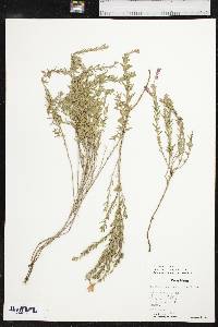 Oenothera canescens image