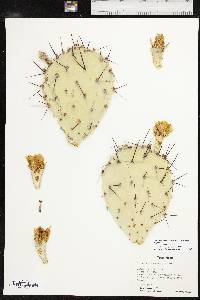 Opuntia phaeacantha var. major image