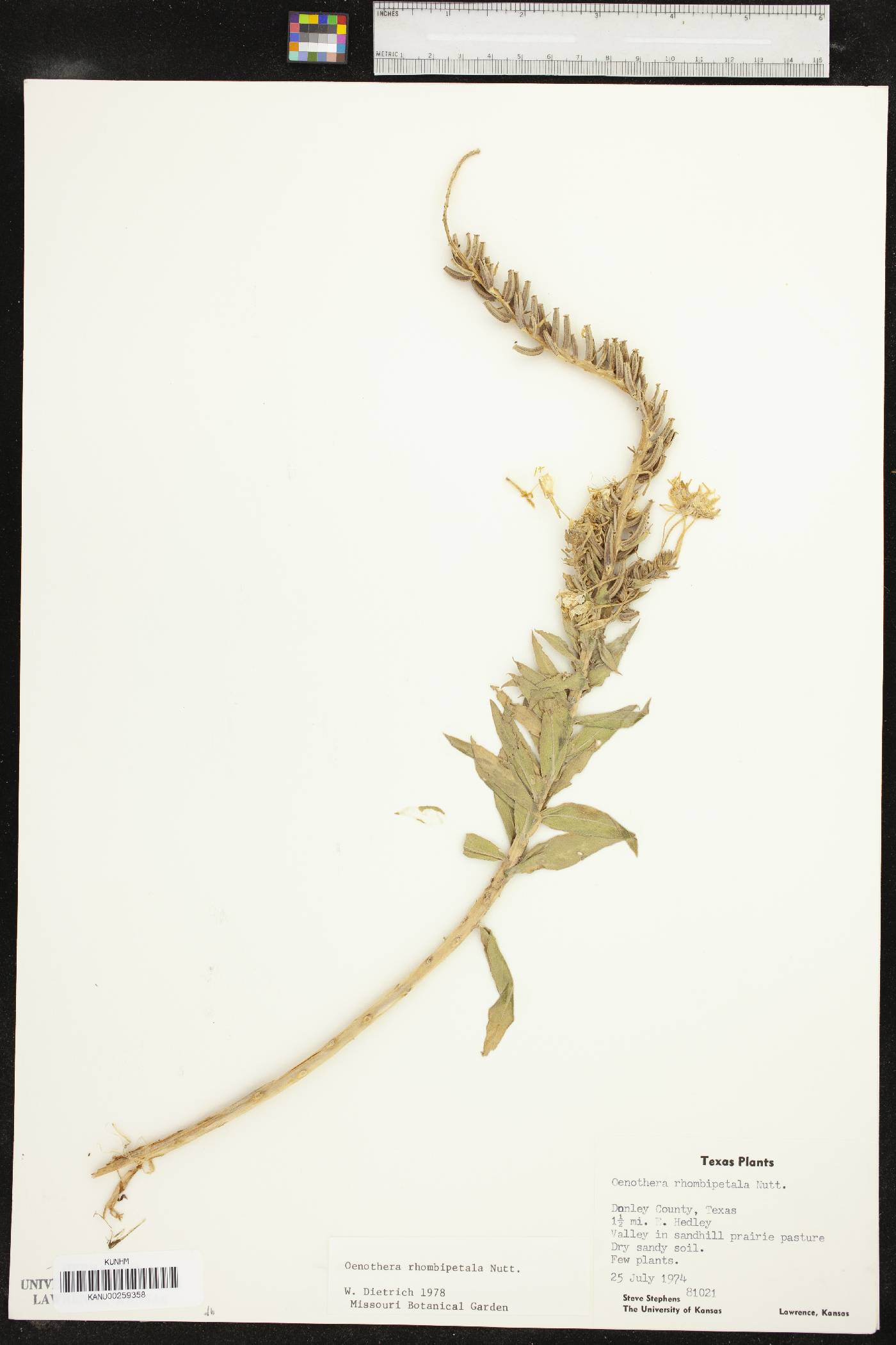 Oenothera rhombipetala image