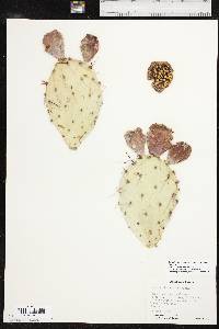 Opuntia phaeacantha var. major image