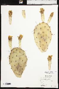 Opuntia tortispina image